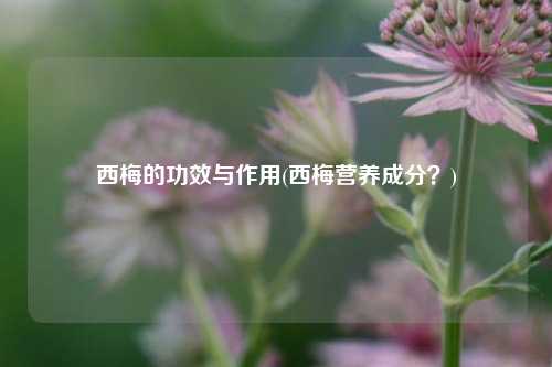 西梅的功效与作用(西梅营养成分？)