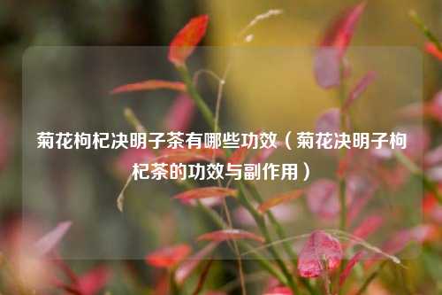 菊花枸杞决明子茶有哪些功效（菊花决明子枸杞茶的功效与副作用）