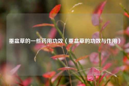 垂盆草的一些药用功效（垂盆草的功效与作用）