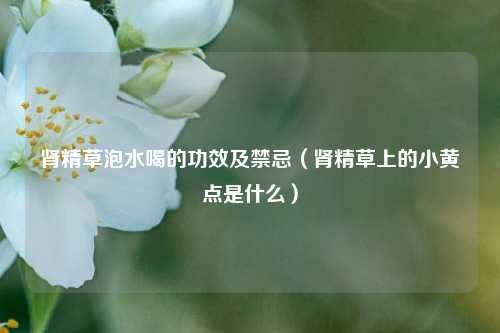 肾精草泡水喝的功效及禁忌（肾精草上的小黄点是什么）