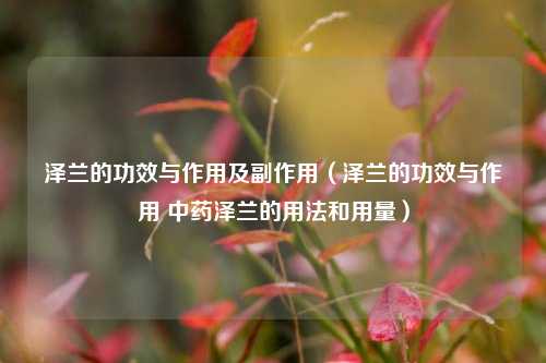 泽兰的功效与作用及副作用（泽兰的功效与作用 中药泽兰的用法和用量）