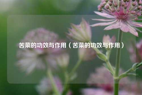 苦菜的功效与作用（苦菜的功效与作用）