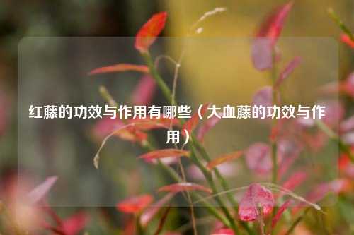 红藤的功效与作用有哪些（大血藤的功效与作用）
