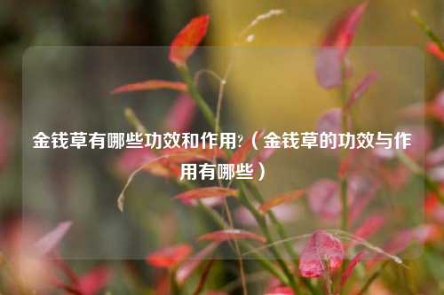 金钱草有哪些功效和作用?（金钱草的功效与作用有哪些）
