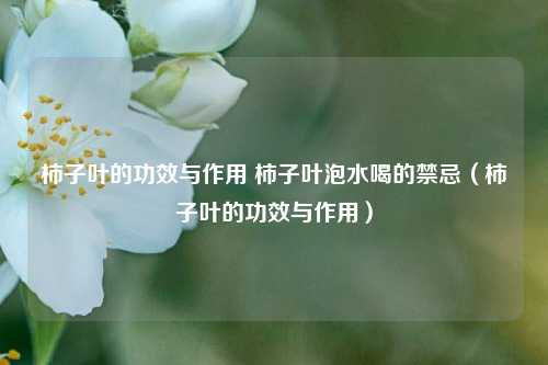 柿子叶的功效与作用 柿子叶泡水喝的禁忌（柿子叶的功效与作用）