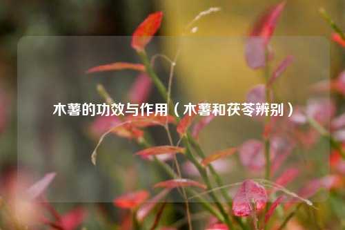 木薯的功效与作用（木薯和茯苓辨别）
