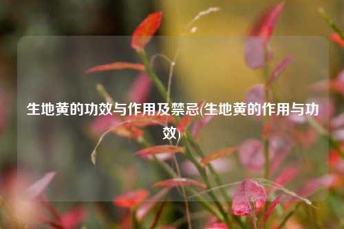 生地黄的功效与作用及禁忌(生地黄的作用与功效)