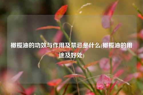 橄榄油的功效与作用及禁忌是什么(橄榄油的用途及好处)