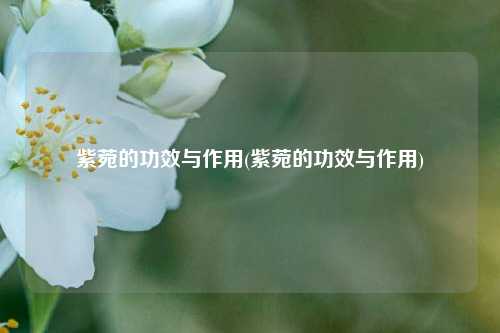 紫菀的功效与作用(紫菀的功效与作用)