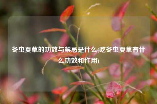 冬虫夏草的功效与禁忌是什么(吃冬虫夏草有什么功效和作用)
