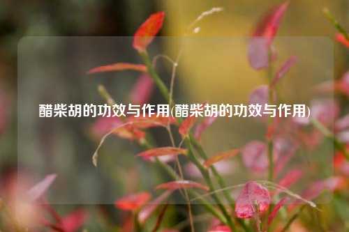 醋柴胡的功效与作用(醋柴胡的功效与作用)