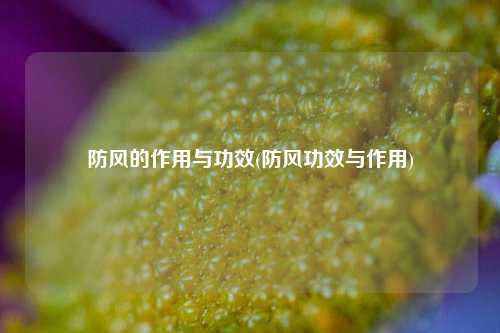防风的作用与功效(防风功效与作用)