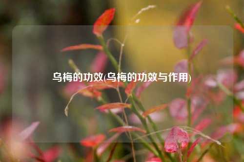 乌梅的功效(乌梅的功效与作用)