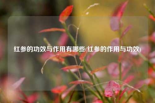 红参的功效与作用有哪些(红参的作用与功效)