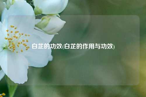 白芷的功效(白芷的作用与功效)
