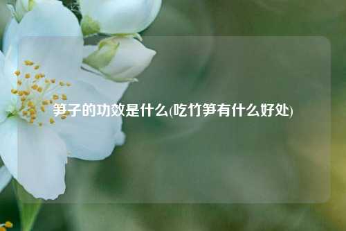 笋子的功效是什么(吃竹笋有什么好处)