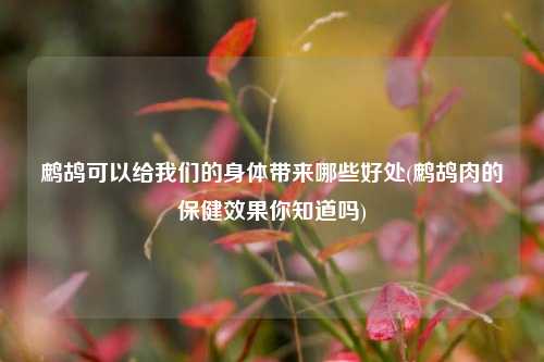 鹧鸪可以给我们的身体带来哪些好处(鹧鸪肉的保健效果你知道吗)