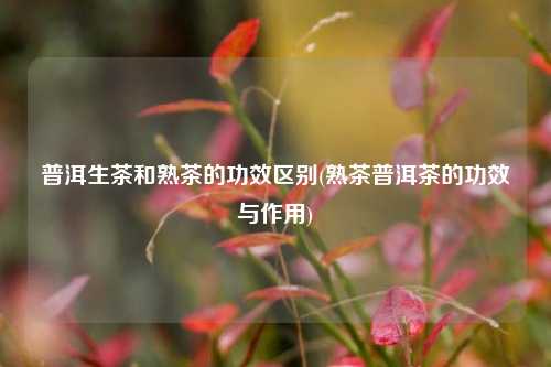 普洱生茶和熟茶的功效区别(熟茶普洱茶的功效与作用)