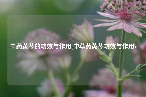 中药黄芩的功效与作用(中草药黄芩功效与作用)