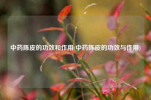 中药陈皮的功效和作用(中药陈皮的功效与作用)
