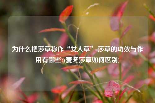 为什么把莎草称作“女人草”,莎草的功效与作用有哪些?(麦冬莎草如何区别)
