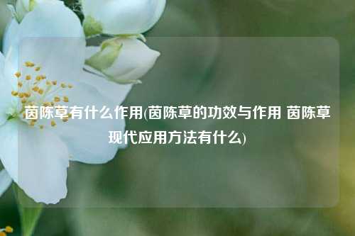 茵陈草有什么作用(茵陈草的功效与作用 茵陈草现代应用方法有什么)