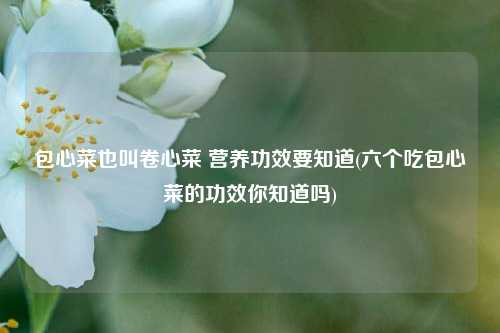 包心菜也叫卷心菜 营养功效要知道(六个吃包心菜的功效你知道吗)