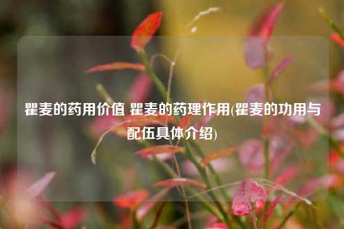 瞿麦的药用价值 瞿麦的药理作用(瞿麦的功用与配伍具体介绍)